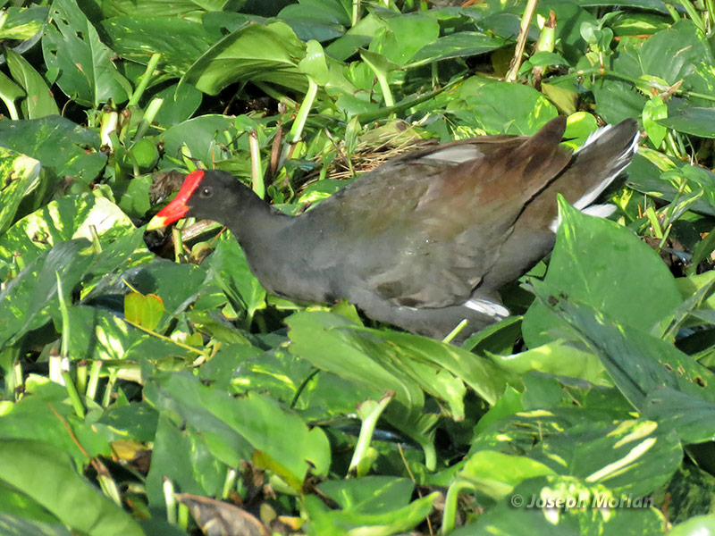 Common Gallinule (Gallinula galeata sandvicensis
)
