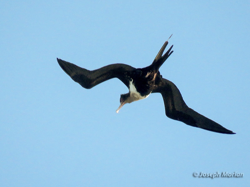 Great Frigatebird (Fregata minor palmerstoni) 