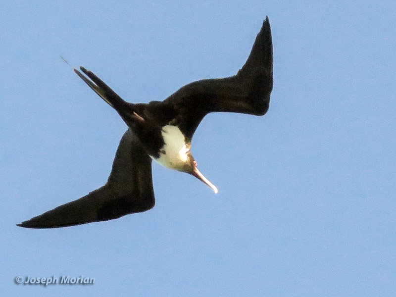Great Frigatebird (Fregata minor palmerstoni) 