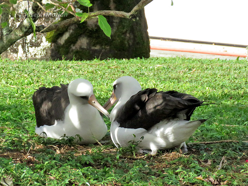 Laysan Albatross (Phoebastria immutabilis) 
