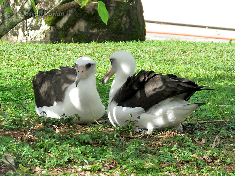 Laysan Albatross (Phoebastria immutabilis) 