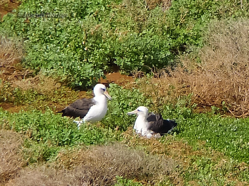 Laysan Albatross (Phoebastria immutabilis) 