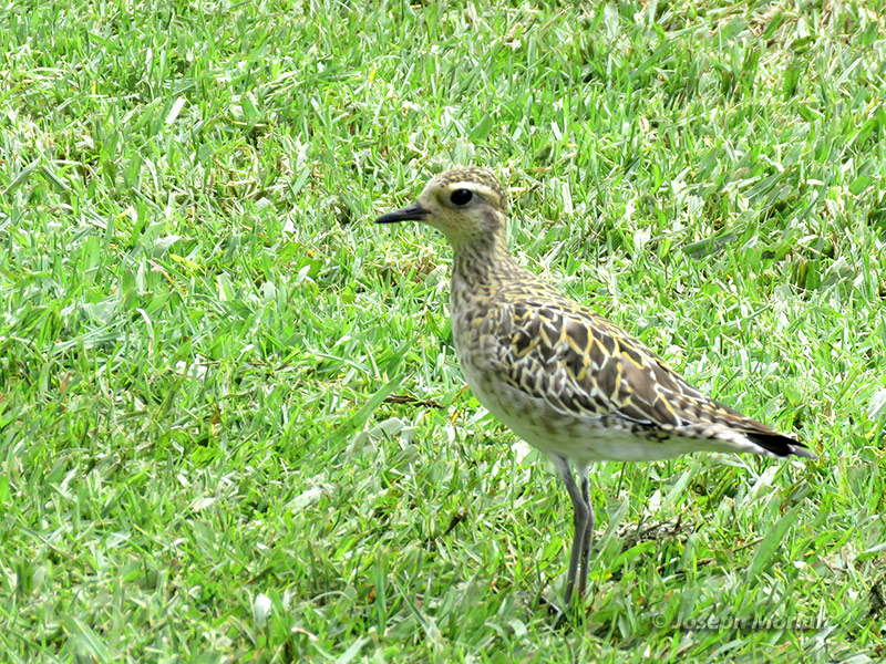 Pacific Golden-Plover (Pluvialis fulva)