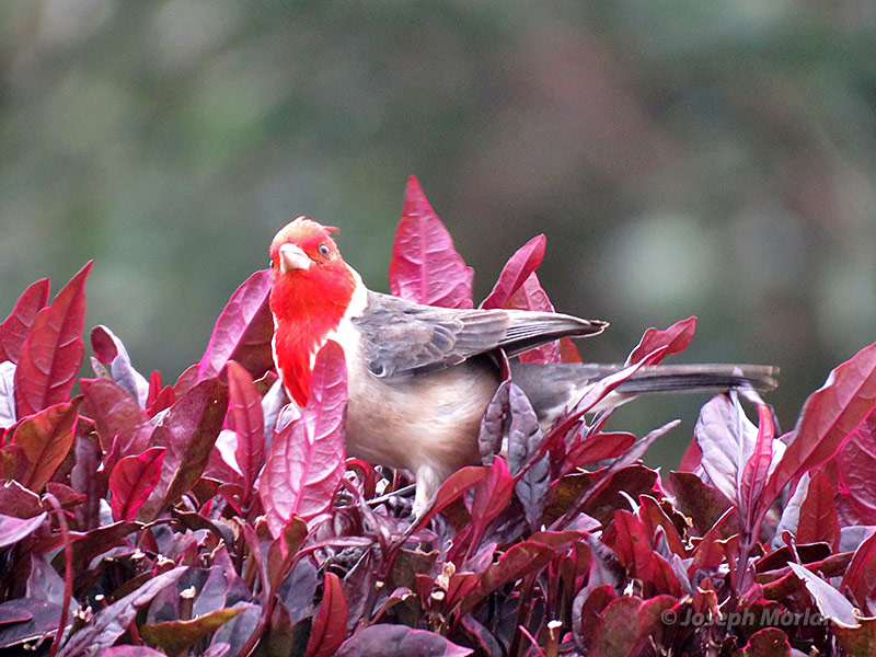 Red-crested Cardinal (Paroaria coronata)