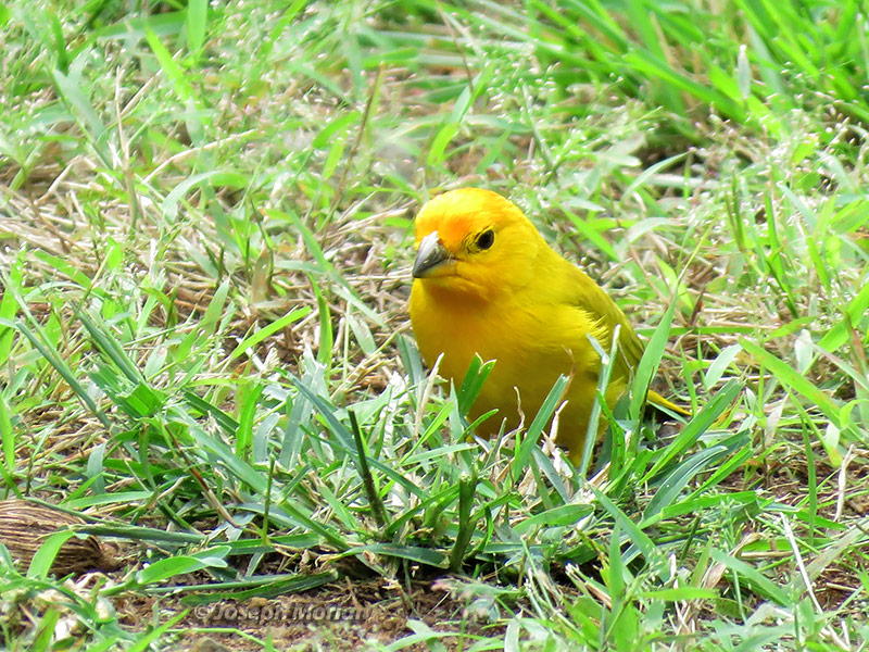 Saffron Finch (Sicalis flaveola)