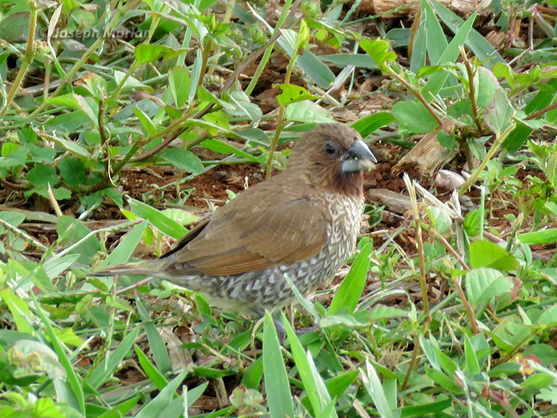 Scaly-breasted Munia (Lonchura punctulata
)