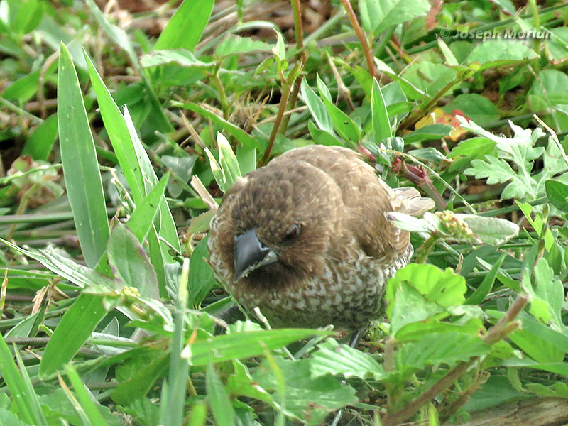 Scaly-breasted Munia (Lonchura punctulata
)