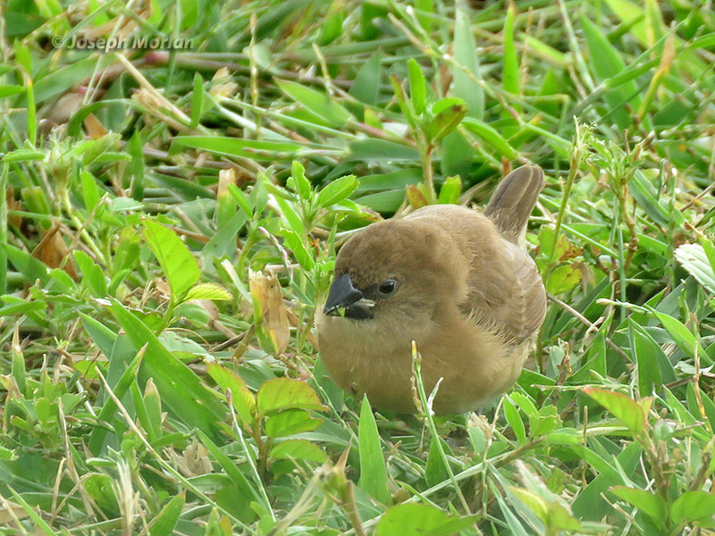 Scaly-breasted Munia (Lonchura punctulata
)