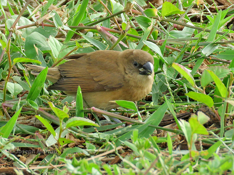Scaly-breasted Munia (Lonchura punctulata
)