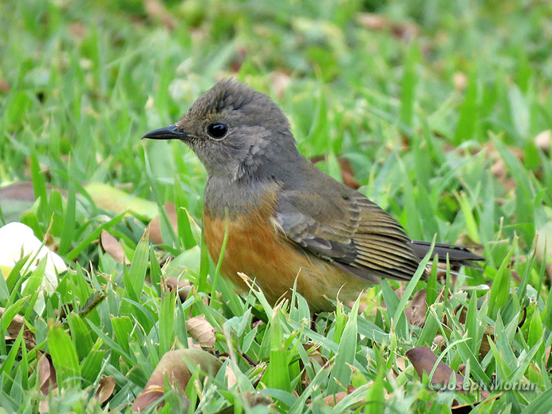 White-rumped Shama (Copsychus malabaricus macrourus)