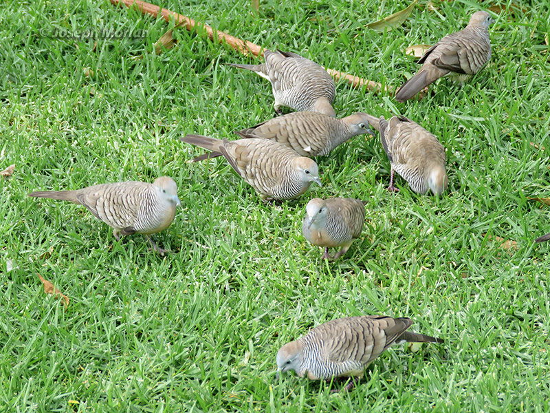 Zebra Dove (Geopelia striata)