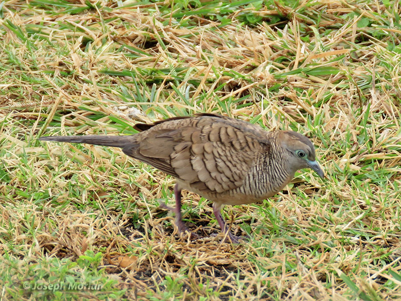 Zebra Dove (Geopelia striata)