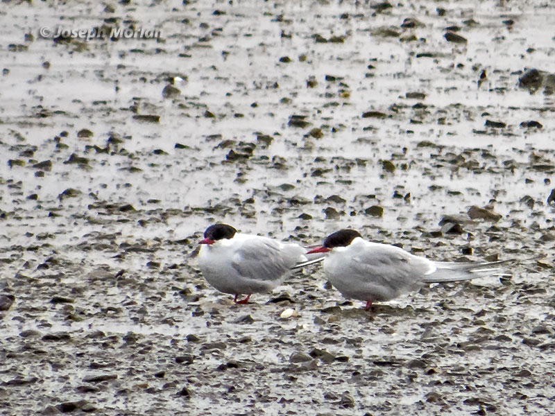 Arctic Tern (Sterna paradisaea) 