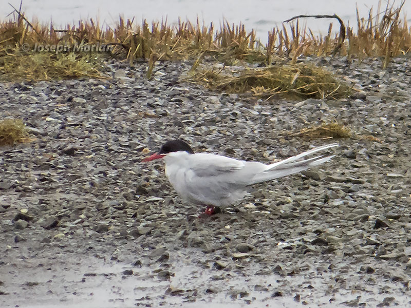 Arctic Tern (Sterna paradisaea) 