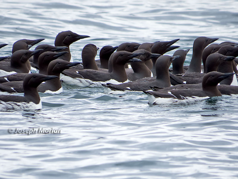 Common Murre (Uria aalge inornata) 