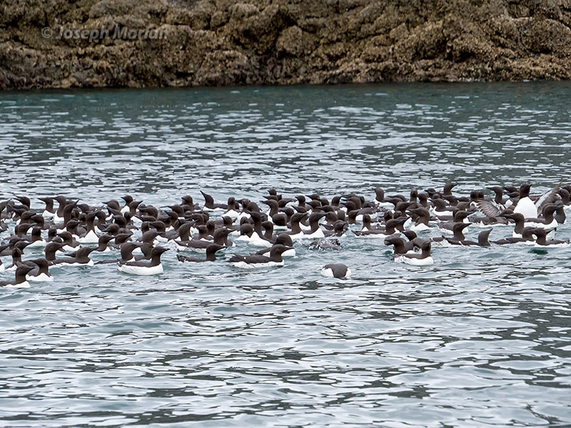 Common Murre (Uria aalge inornata) 