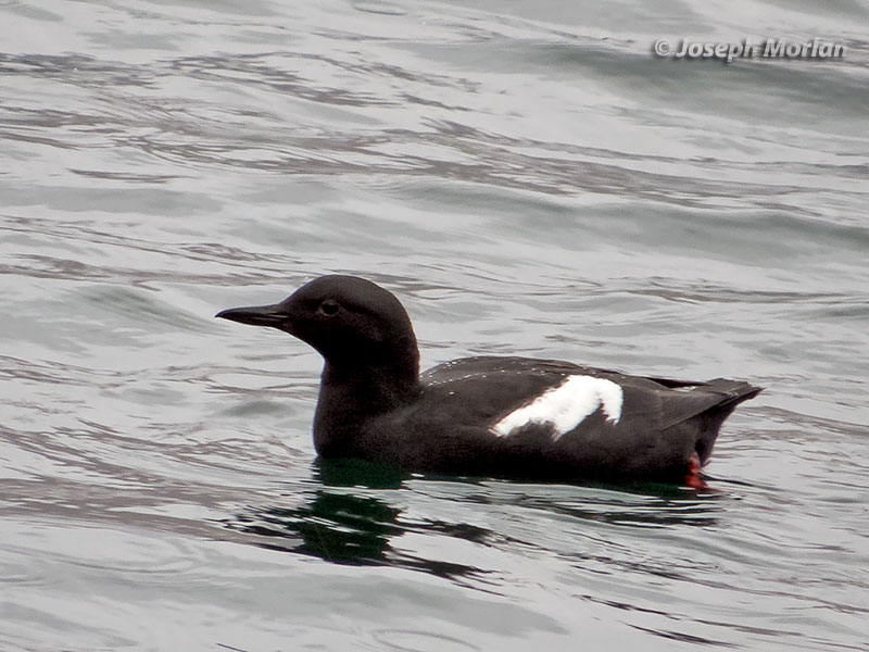 Pigeon Guillemot (Cepphus columba adiantus)