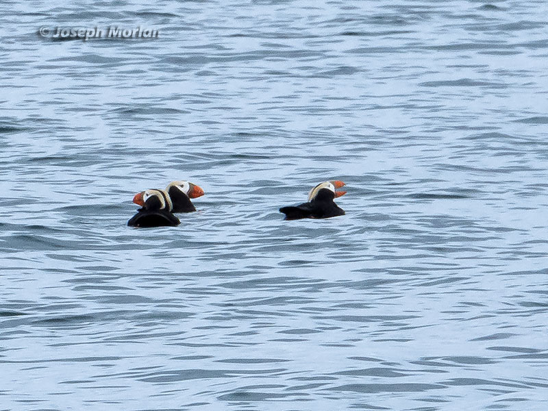 Tufted Puffin (Fratercula cirrhata)