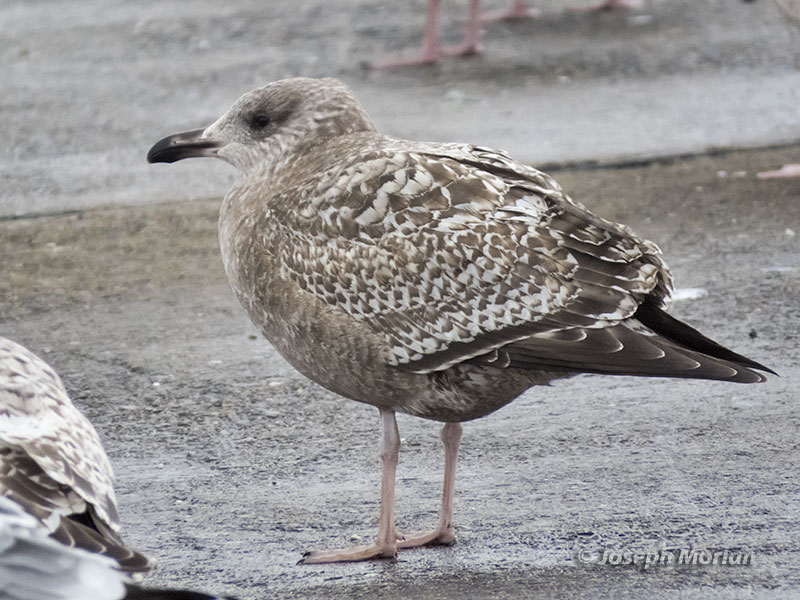 American Herring Gull (Larus argentatus smithsonianus)