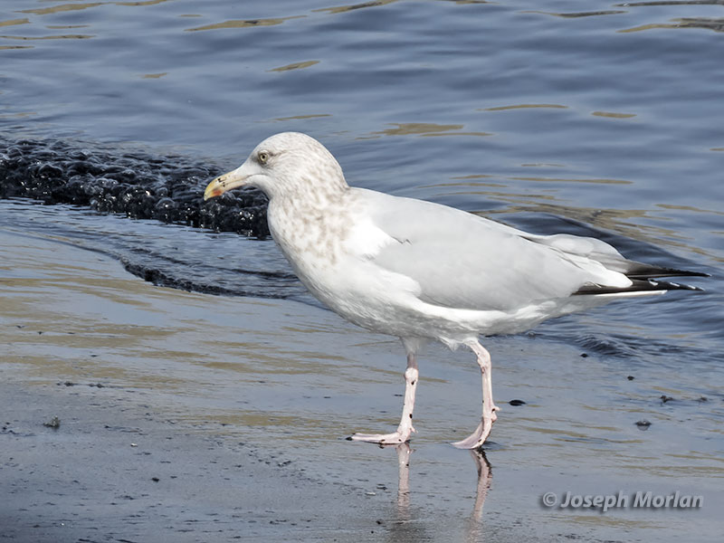 American Herring Gull (Larus argentatus smithsonianus) 