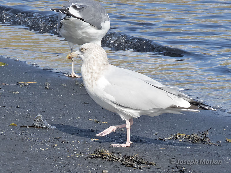 American Herring Gull (Larus argentatus smithsonianus) 