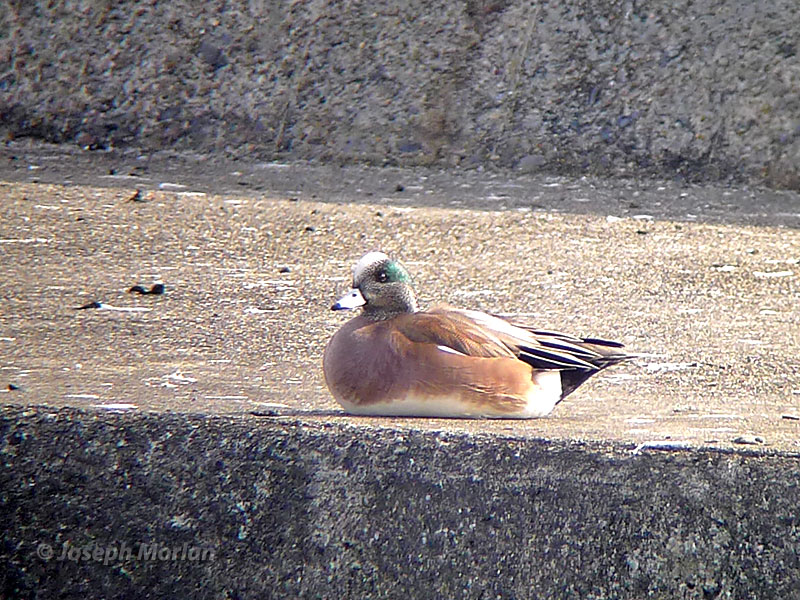 American Wigeon (Mareca americana) 