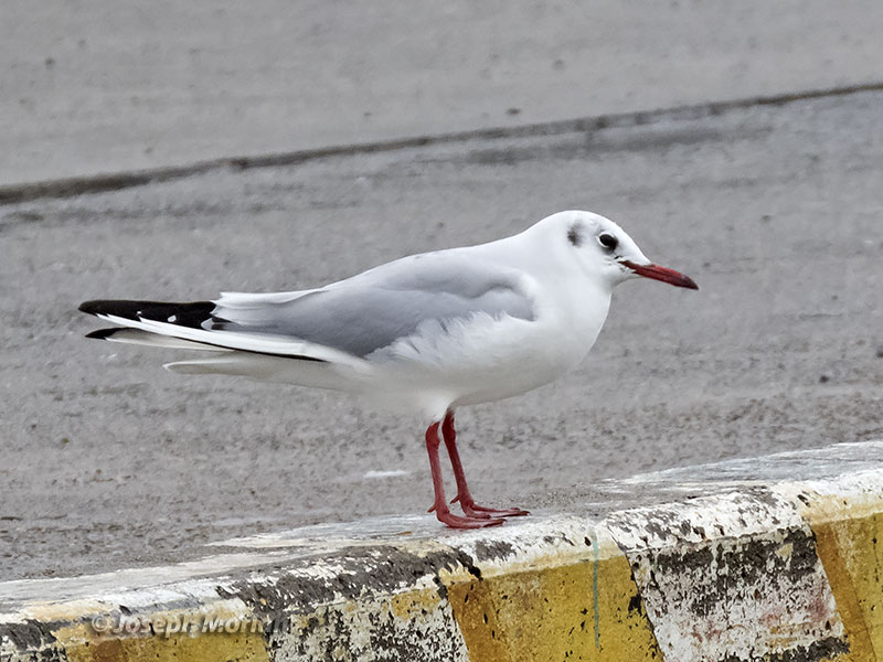 Black-headed Gull (Chroicocephalus ridibundus)