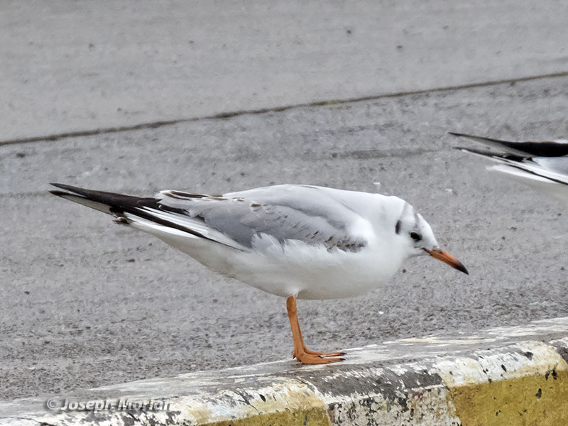 Black-headed Gull (Chroicocephalus ridibundus)