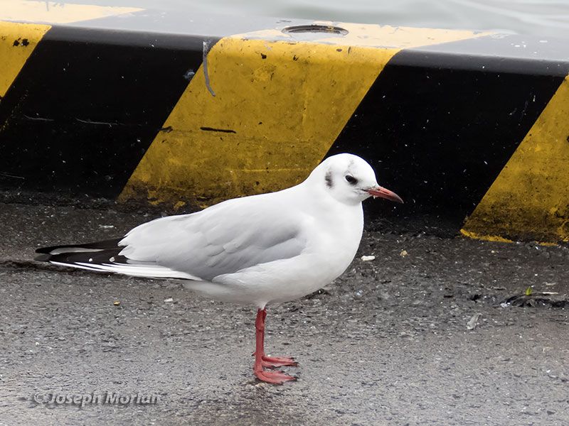 Black-headed Gull (Chroicocephalus ridibundus)