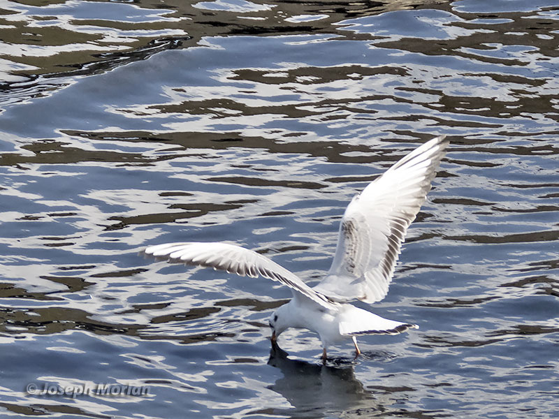Black-headed Gull (Chroicocephalus ridibundus)