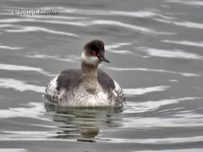 Eared Grebe (Podiceps nigricollis)