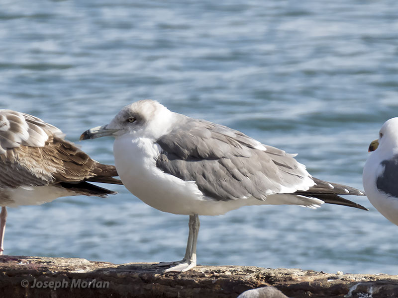 Black-tailed Gull (Larus crassirostris)