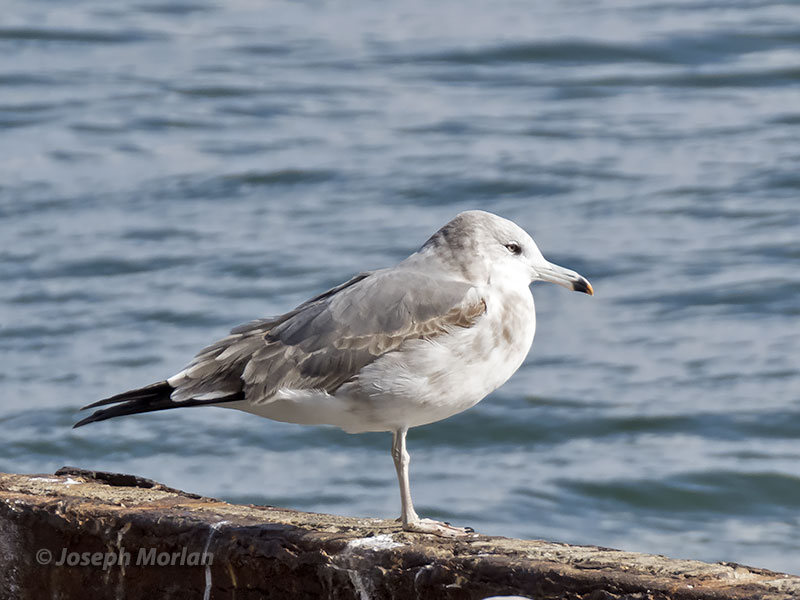 Black-tailed Gull (Larus crassirostris)