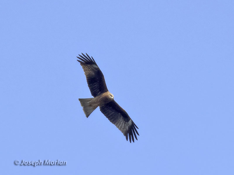 Black Kite (Milvus migrans lineatus)