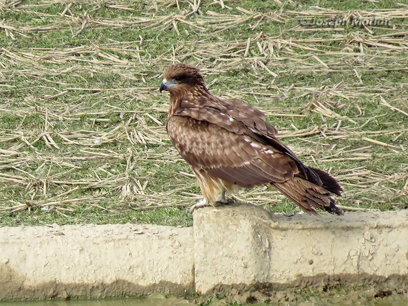 Black Kite (Milvus migrans lineatus)