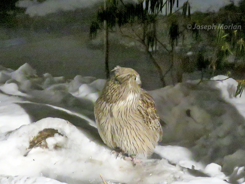 Blakiston's Fish-Owl (Ketupa blakistoni) 