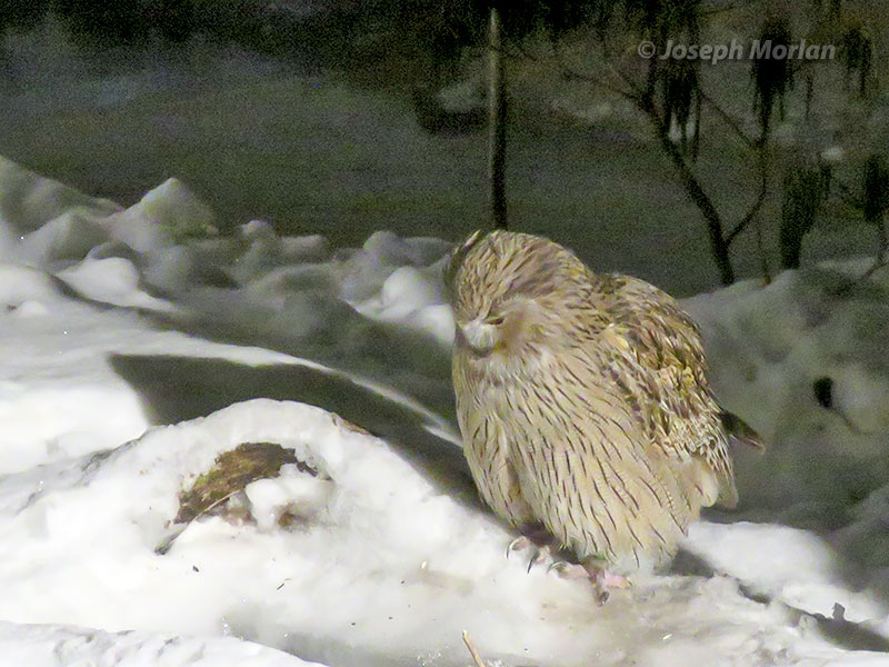 Blakiston's Fish-Owl (Ketupa blakistoni) 