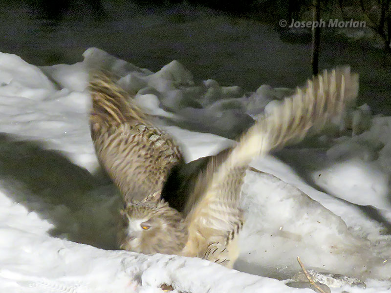 Blakiston's Fish-Owl (Ketupa blakistoni) 