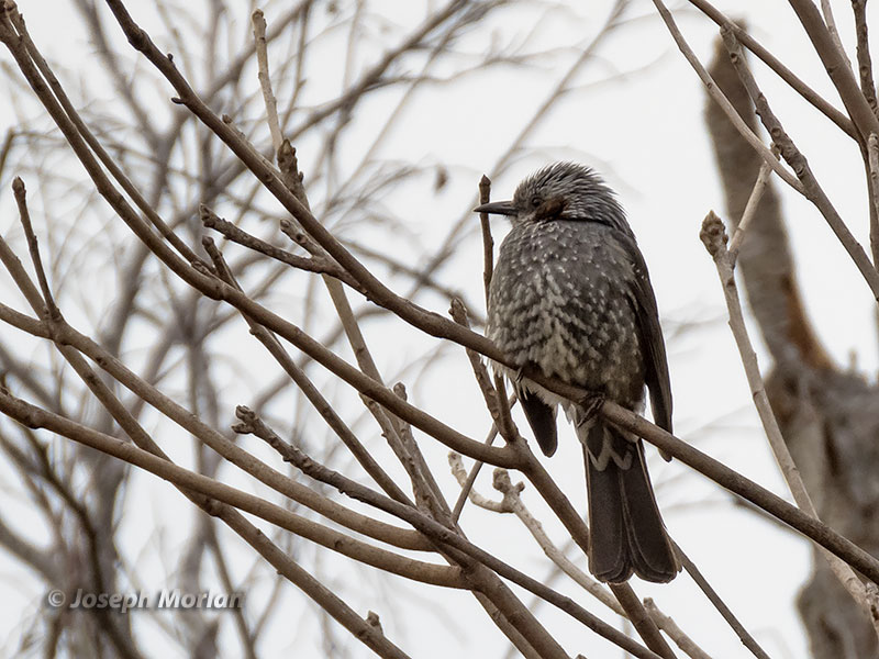 Brown-eared Bulbul (Hypsipetes amaurotis amaurotis) 