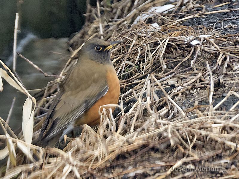 Brown-headed Thrush (Turdus chrysolaus)