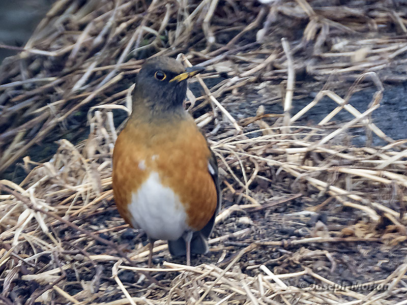 Brown-headed Thrush (Turdus chrysolaus)