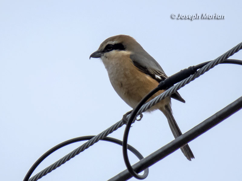 Bull-headed Shrike (Lanius bucephalus) 