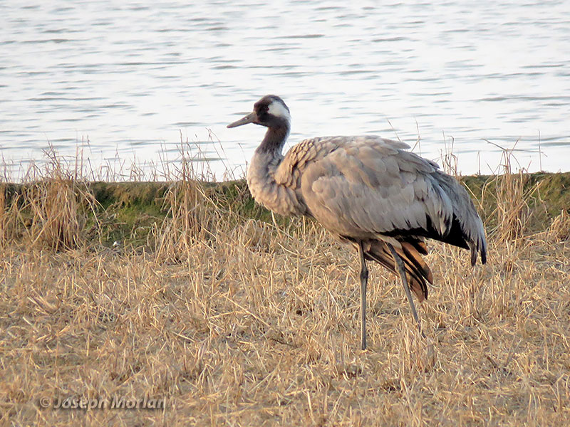 Common Crane (Grus grus) 