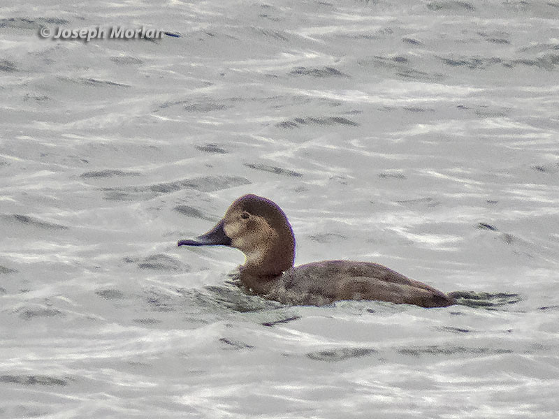 Common Pochard (Aythya ferina)
