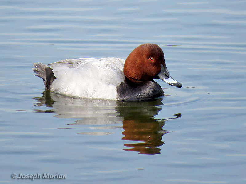 Common Pochard (Aythya ferina)