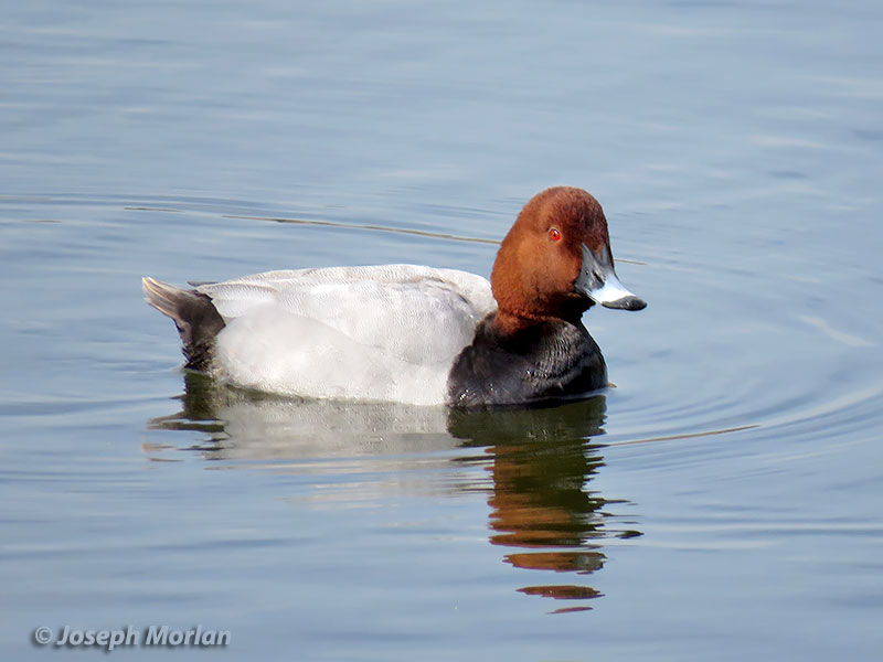 Common Pochard (Aythya ferina)
