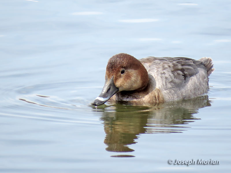 Common Pochard (Aythya ferina)