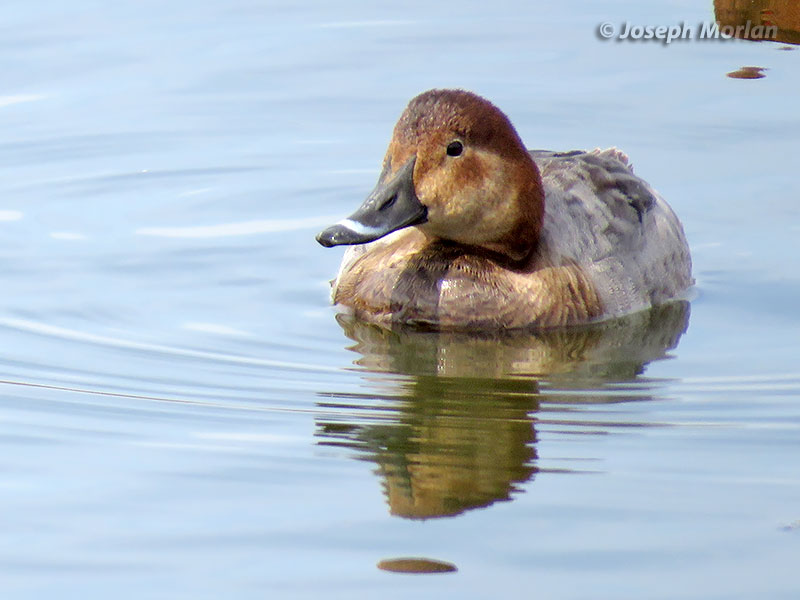 Common Pochard (Aythya ferina)