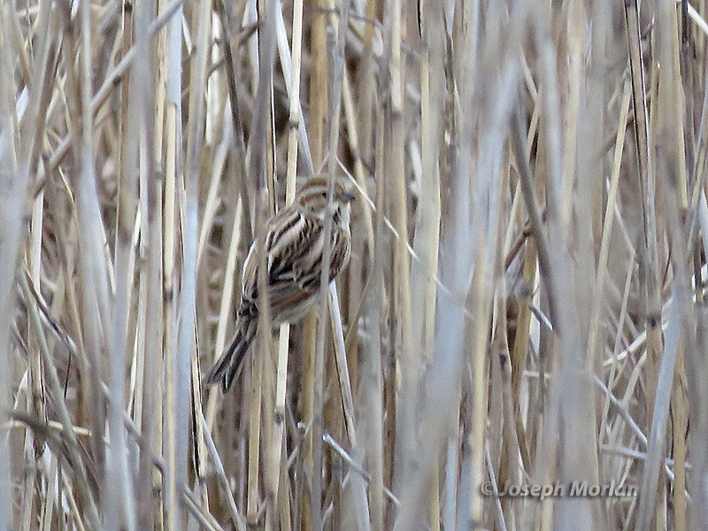Reed Bunting (Emberiza schoeniclus)
