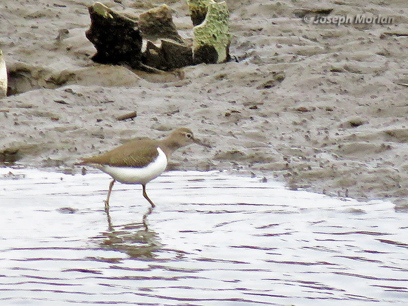 Common Sandpiper (Actitis hypoleucos)